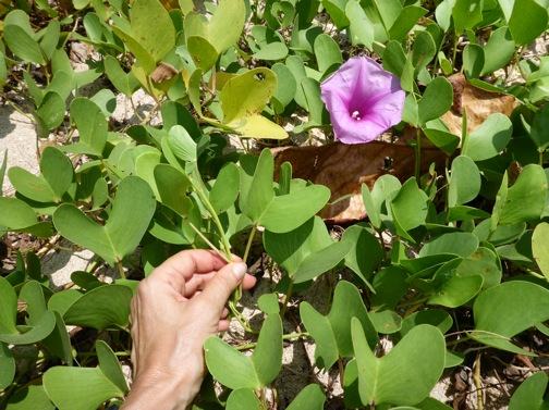 ALT =[“Dr. Jolie Bookspan teaches how to identify and collect goatfoot creeper to make a jelllyfish sting remedy #wild foraging - http://drbookspan.com/DivingAerospace] 